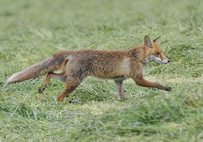 Fuchs hochflüchtig Fuchs hochflüchtig