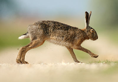 Hase eilig Hase eilig