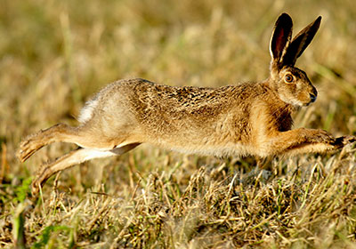 Hase hochflüchtig Hase hochflüchtig