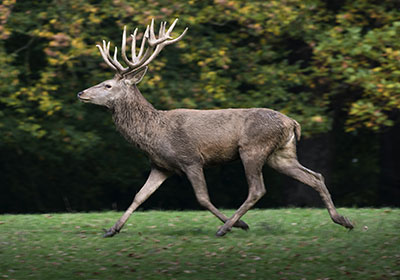 Rothirsch im eiligen Troll Rothirsch im eiligen Troll