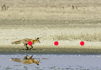 Fuchs hochflüchtig, voller Vorhalt, Projektion 100% Fuchs hochflüchtig, voller Vorhalt, Projektion 100%