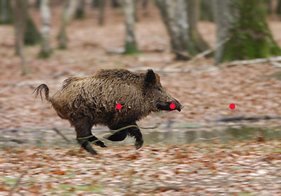 Sau hochflüchtig, voller Vorhalt, Projektion 100% Sau hochflüchtig, voller Vorhalt, Projektion 100%