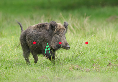 Sau hochflüchtig, schräg, Projektion etwa 50% Sau hochflüchtig, schräg, Projektion etwa 50%