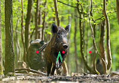 Sau hochflüchtig, spitz, Projektion etwa 5% Sau hochflüchtig, spitz, Projektion etwa 5%