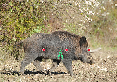 Sau ziehend, 20% vom Vorhalt, Projektion 100% Sau ziehend, 20% vom Vorhalt, Projektion 100%