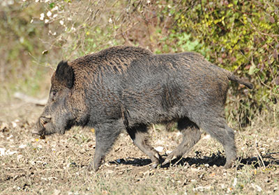Schwarzwild, ziehend Schwarzwild, ziehend